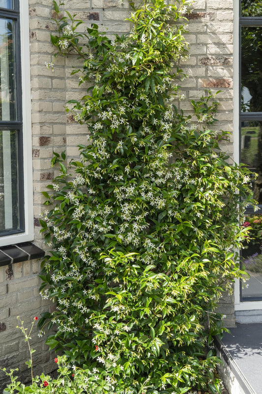 Trachelospermum 'Star of Venice' - Toskanischer Jasmin WeiÃŸ - Ø15cm - ↕65cm