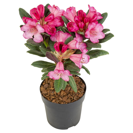 Rhododendron 'Wine & Roses' - Ø13cm - ↕20cm