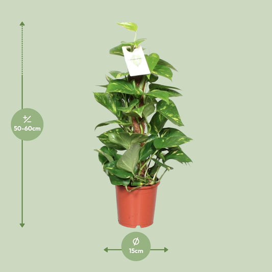 Epipremnum Aureum  - Ø15cm - ↕60cm