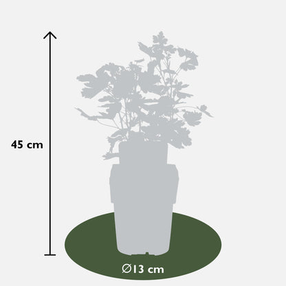 2x - Ribes EasycrispÂ® 'Lady Sun' - ↨45cm - Ø13