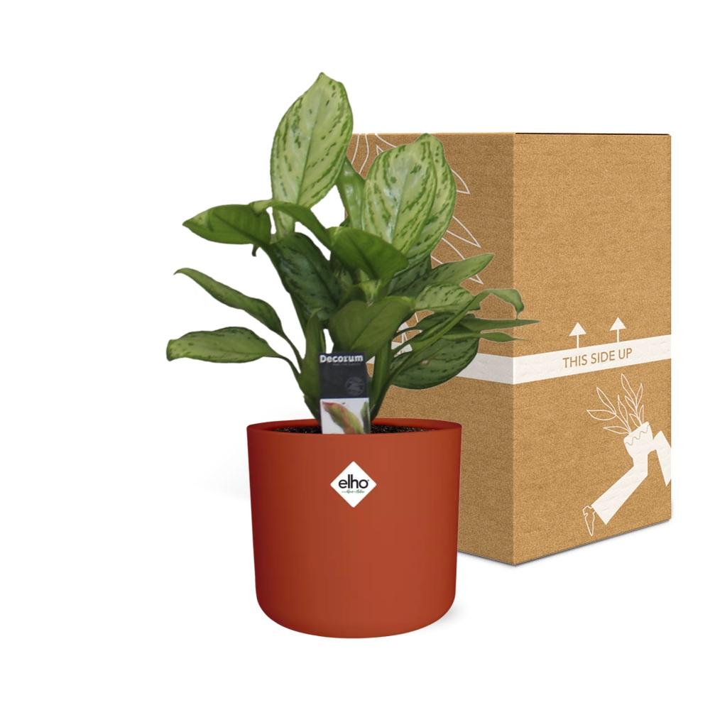 Aglaonema Christina in ELHO b.for soft rond 14cm brique