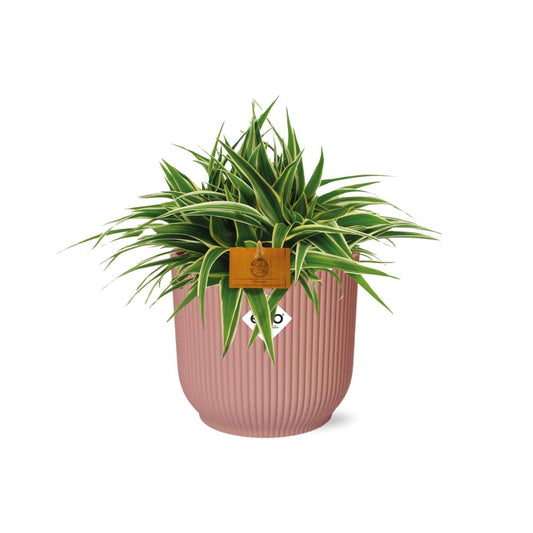Chlorophytum Ocean 15cm in ELHO Vibes Fold 16cm round  delicate pink