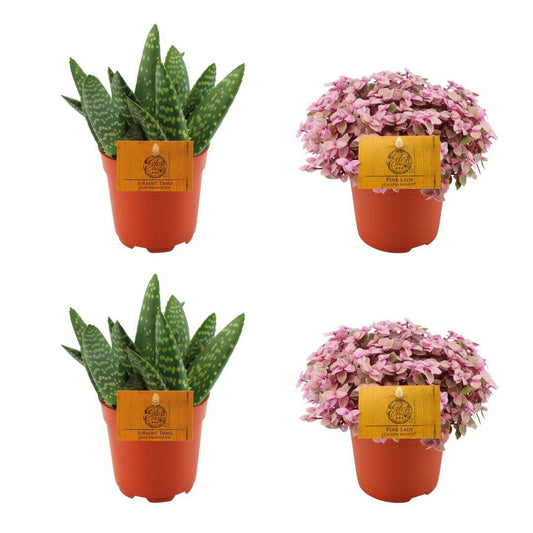 2x Aloe Paradisicum + 2x Callisia Rosato -4 stuks -Ø10.5cm - ↕10cm