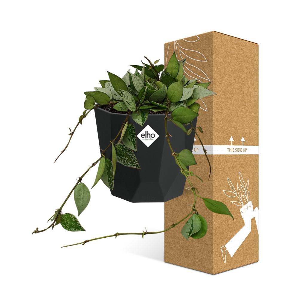 Hoya Krohniana Eskimo in 14cm b.for rock living black
