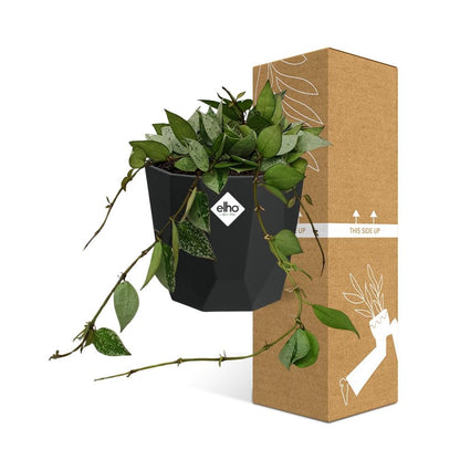 Hoya Krohniana Eskimo in 14cm b.for rock living black