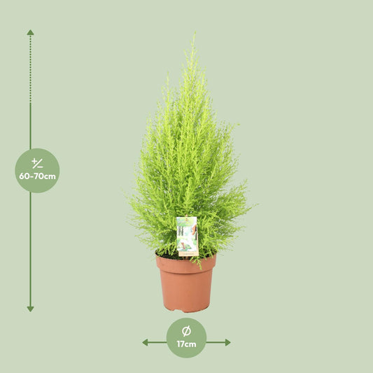 Cupressus Goldcrest Wilma - Ø17cm - ↕60cm