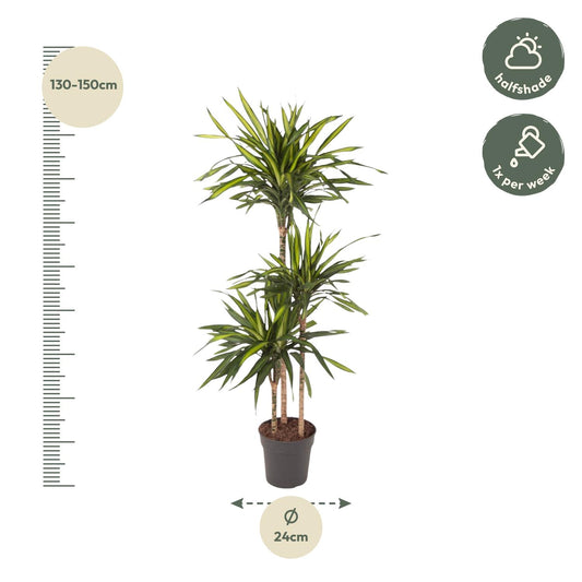 Drachenbaum Riki 140 cm – Stilvolle & pflegeleichte Zimmerpflanze