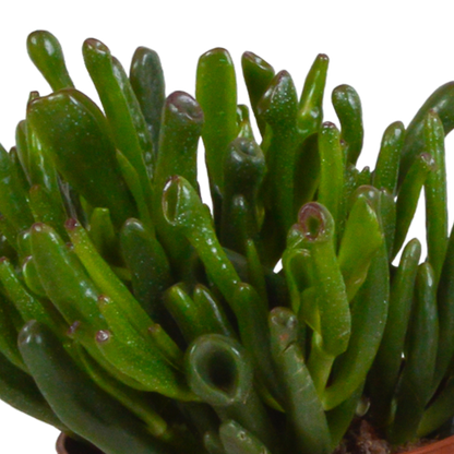 Crassula-Mischung 10,5 cm - 3x - in terracotta pot