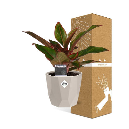 Aglaonema Crete in ELHO b.for rock 14 cm warm grey