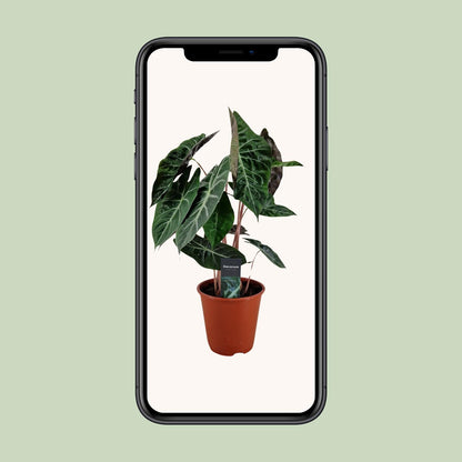 Alocasia Pink Dragon - Ø19cm - ↕75cm