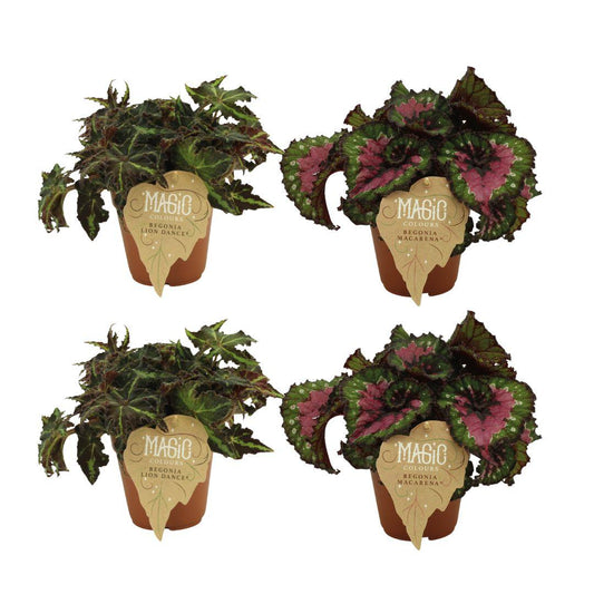 2x Begonia Rex Lion Dance + 2x Begonia Rex Macarena - 4 stuks - Ø12cm - ↕25cm