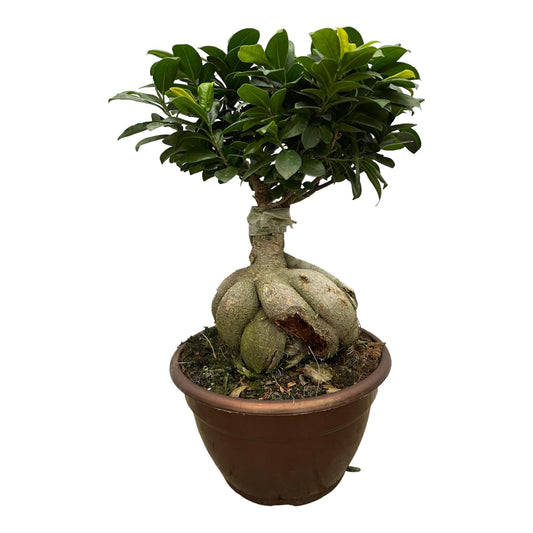 Ficus Ginseng Bonsai 50 cm – Stilvolle Zimmerpflanze