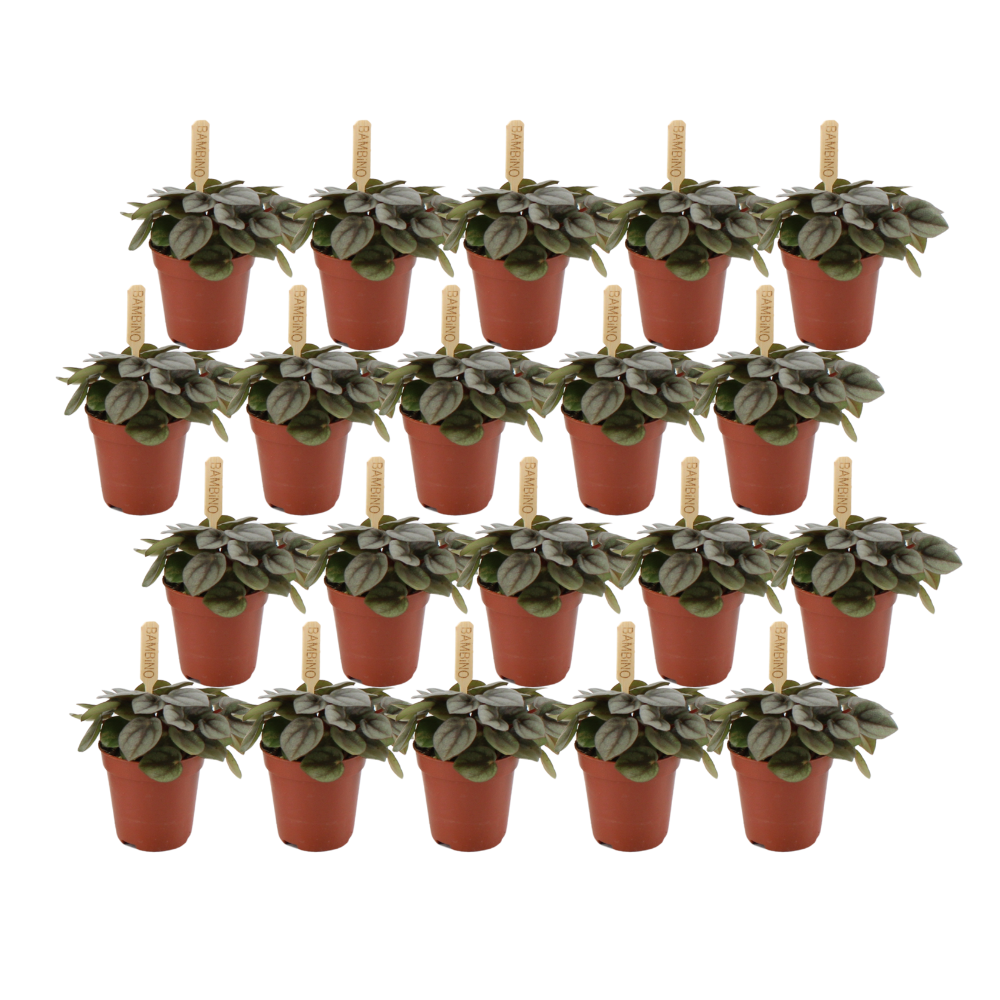 Peperomia Milano - 20 stuks - Ø5,5cm- ↕10cm