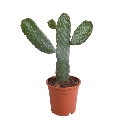 Opuntia consulae - 17cm - zonder pot