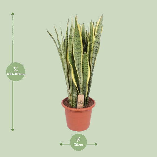 Sansevieria Trifasciata Laurentii - Ø30cm - ↕95cm