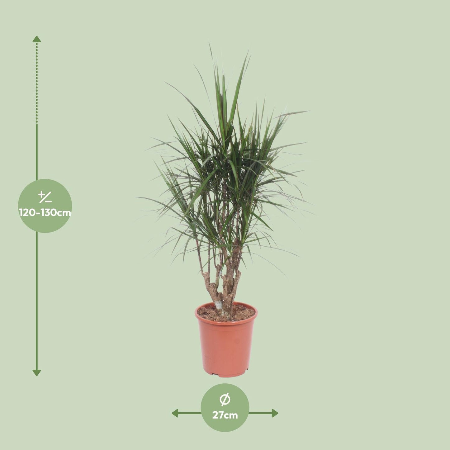 Dracaena Marginata - Ø27cm - ↕130cm