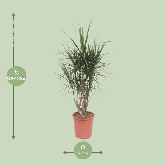 Dracaena Marginata - Ø27cm - ↕130cm