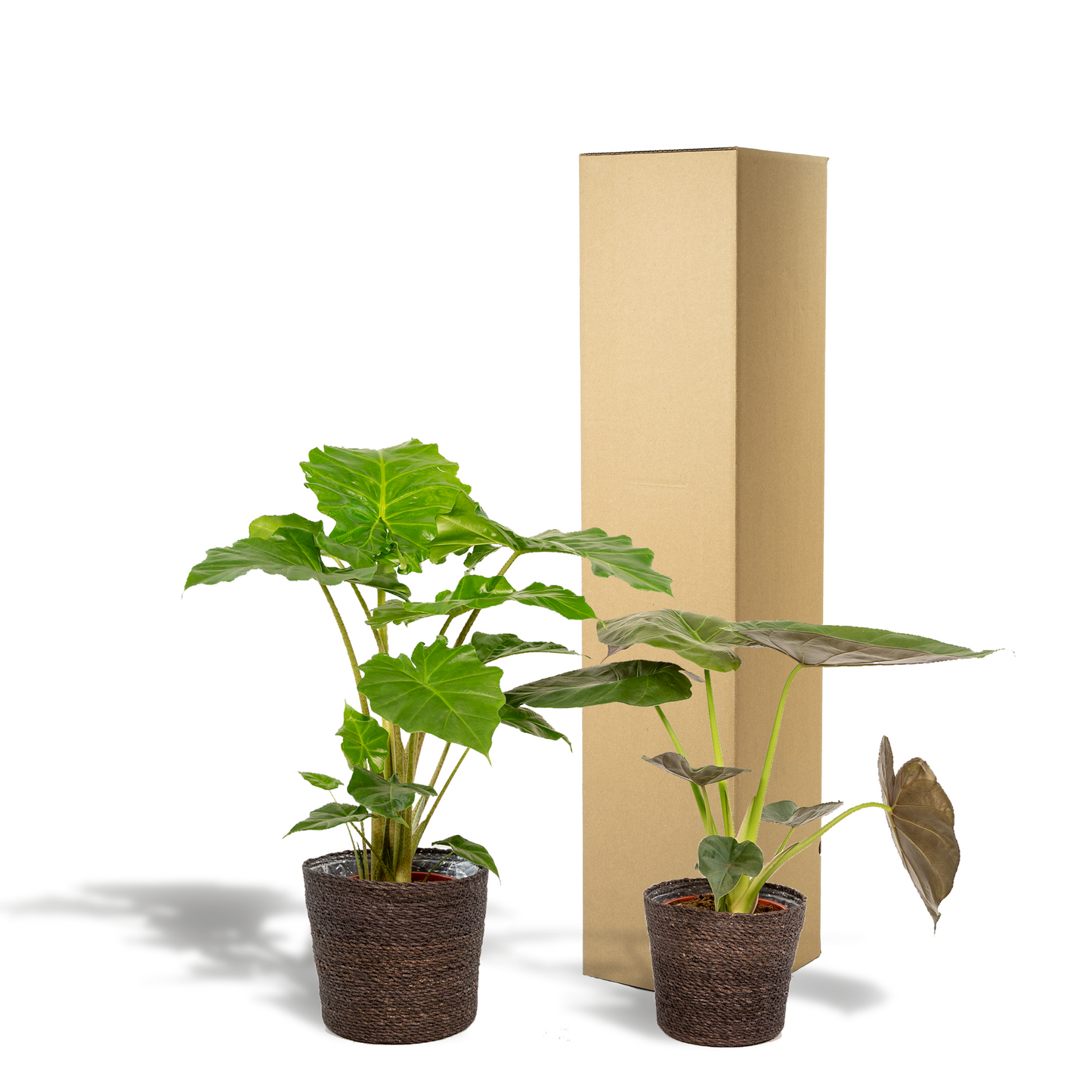 Alocasia Wentii - Ø19cm - ↕60cm + Alocasia Portodora - Ø19cm - ↕75cm + Korb Igmar