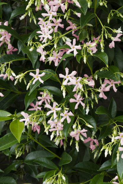 Trachelospermum 'Star of Ibiza' - Toskanischer Jasmin Rosa - Ø15cm - ↕65cm