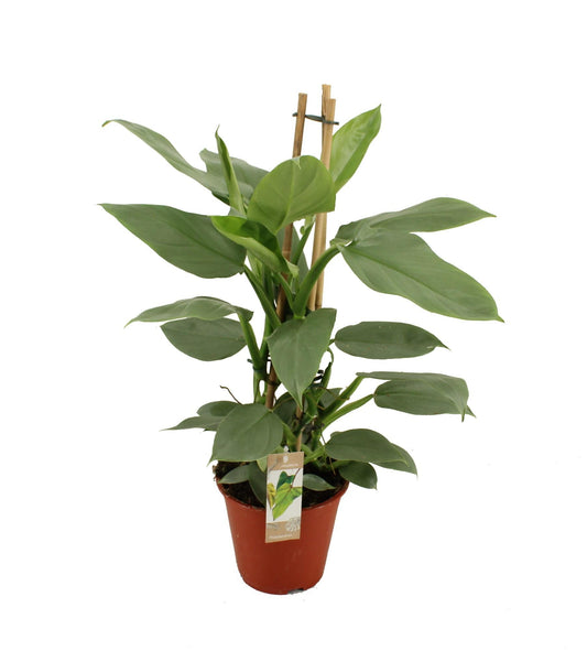 Philodendron Grey - Ø19 ↕75
