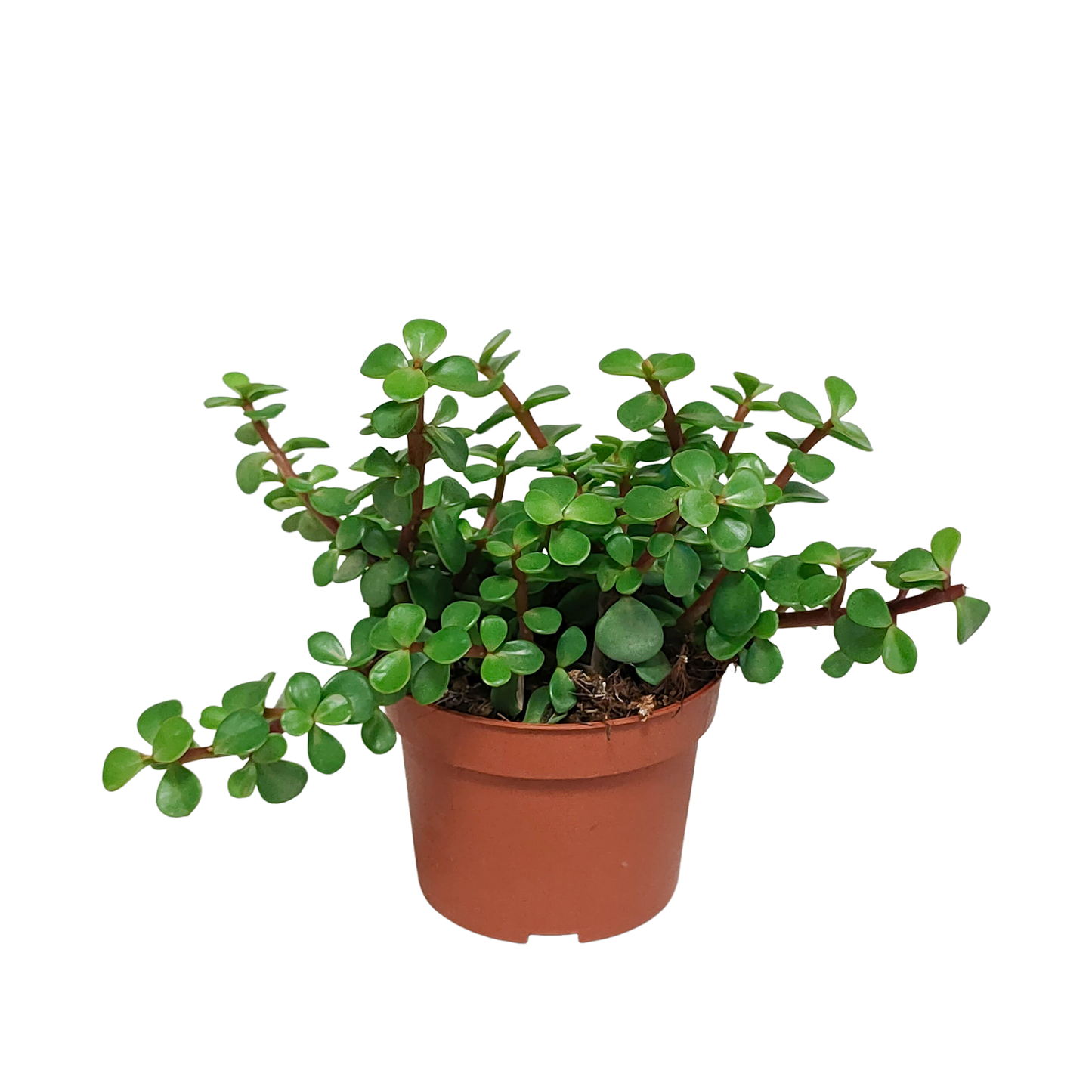 Portulaca afra - zonder pot