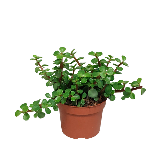 Portulaca afra - zonder pot