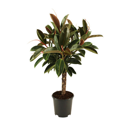 Ficus elastica Melany stam - Ø21cm - ↕90cm