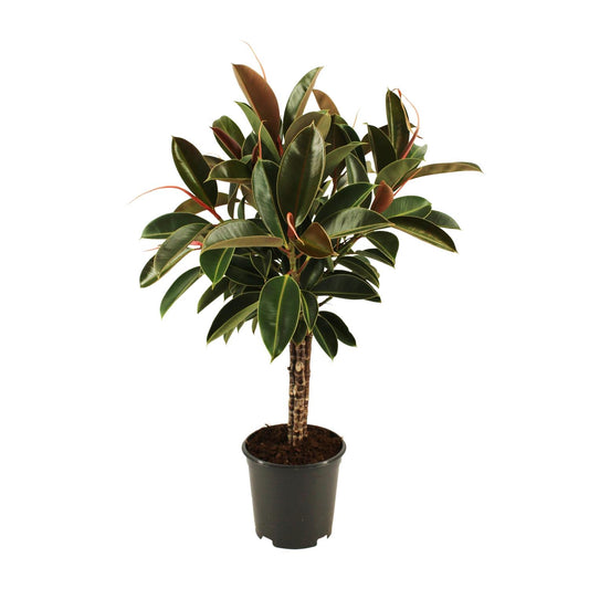 Ficus elastica Melany stam - Ø21cm - ↕90cm