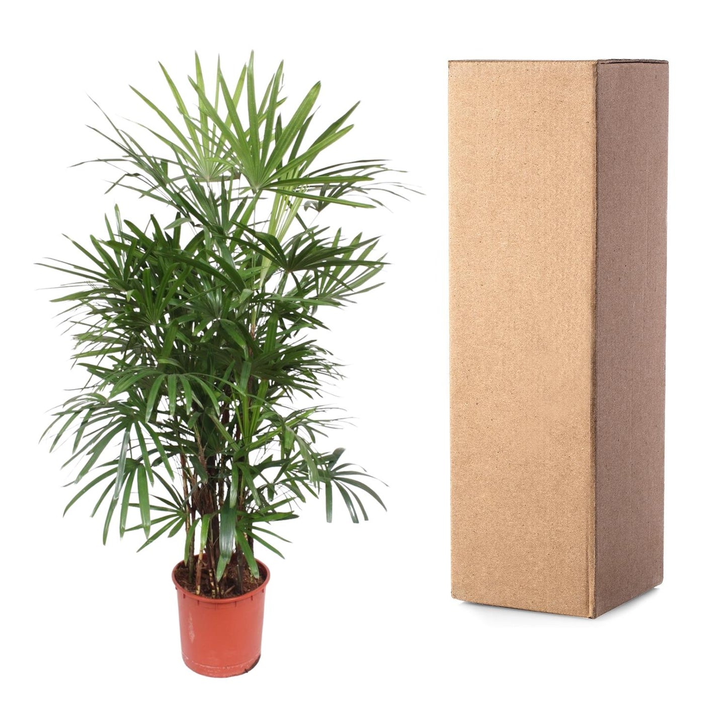 Damenpalme 190 cm – Elegante, pflegeleichte Zimmerpflanze