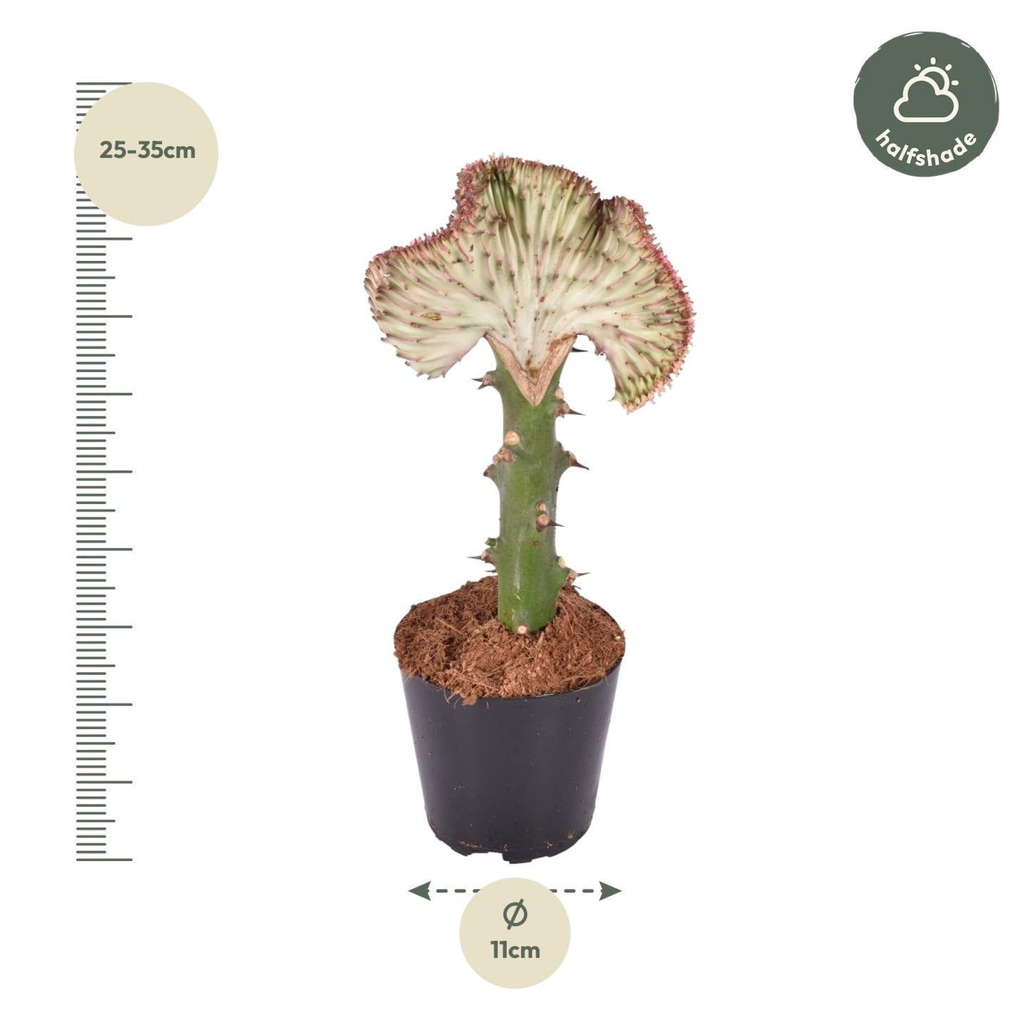 Korallenkaktus 'Cristata Rood' – Exotische, pflegeleichte Sukkulente 30 cm