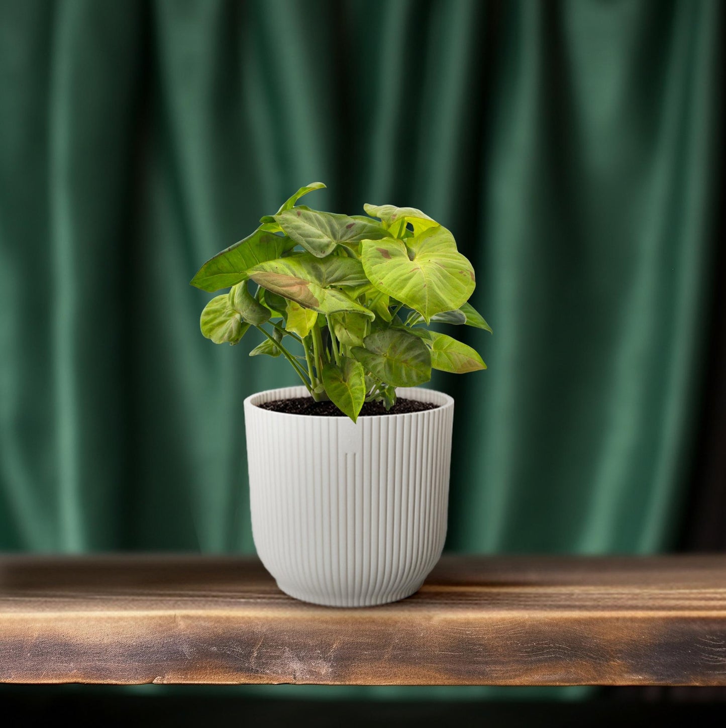 Syngonium Milk Confetti - Ø12cm - ↕20cm