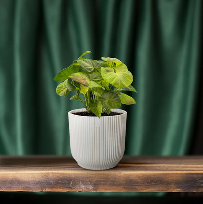 Syngonium Milk Confetti - Ø12cm - ↕20cm
