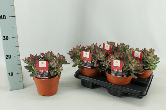 Echeveria Pulvinata Devotion15 Cm - Ø15cm - ↕20cm