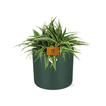 Chlorophytum Ocean 15cm in ELHO b. for soft rond 16cm leaf green