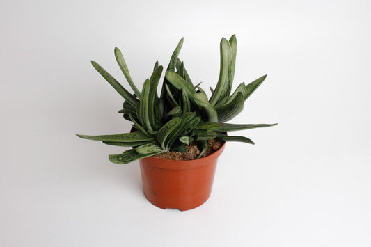 Gasteria Littele Worthy - Ø17cm - ↕30cm