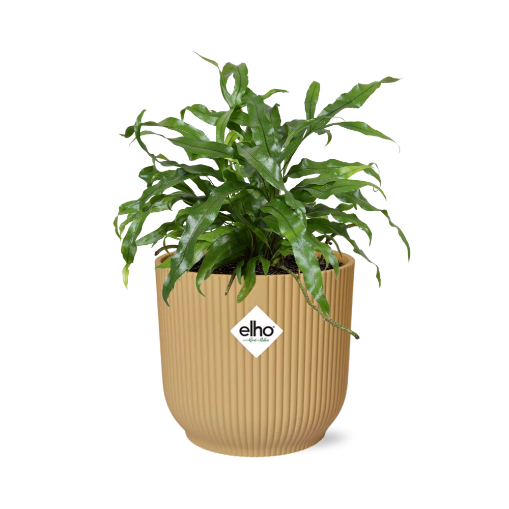 Microsorum Diversifolium in ELHO Vibes Fold 14cm geel