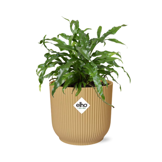 Microsorum Diversifolium in ELHO Vibes Fold 14cm geel