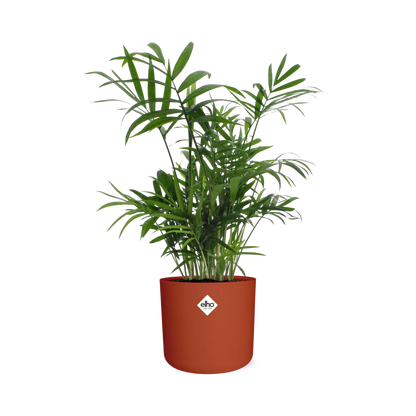 Chamaedorea in ELHO b.for soft rond 14cm brique