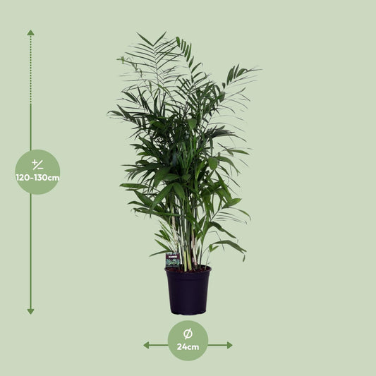 Chamaedorea Seifrizii - Ø24cm - ↕140cm