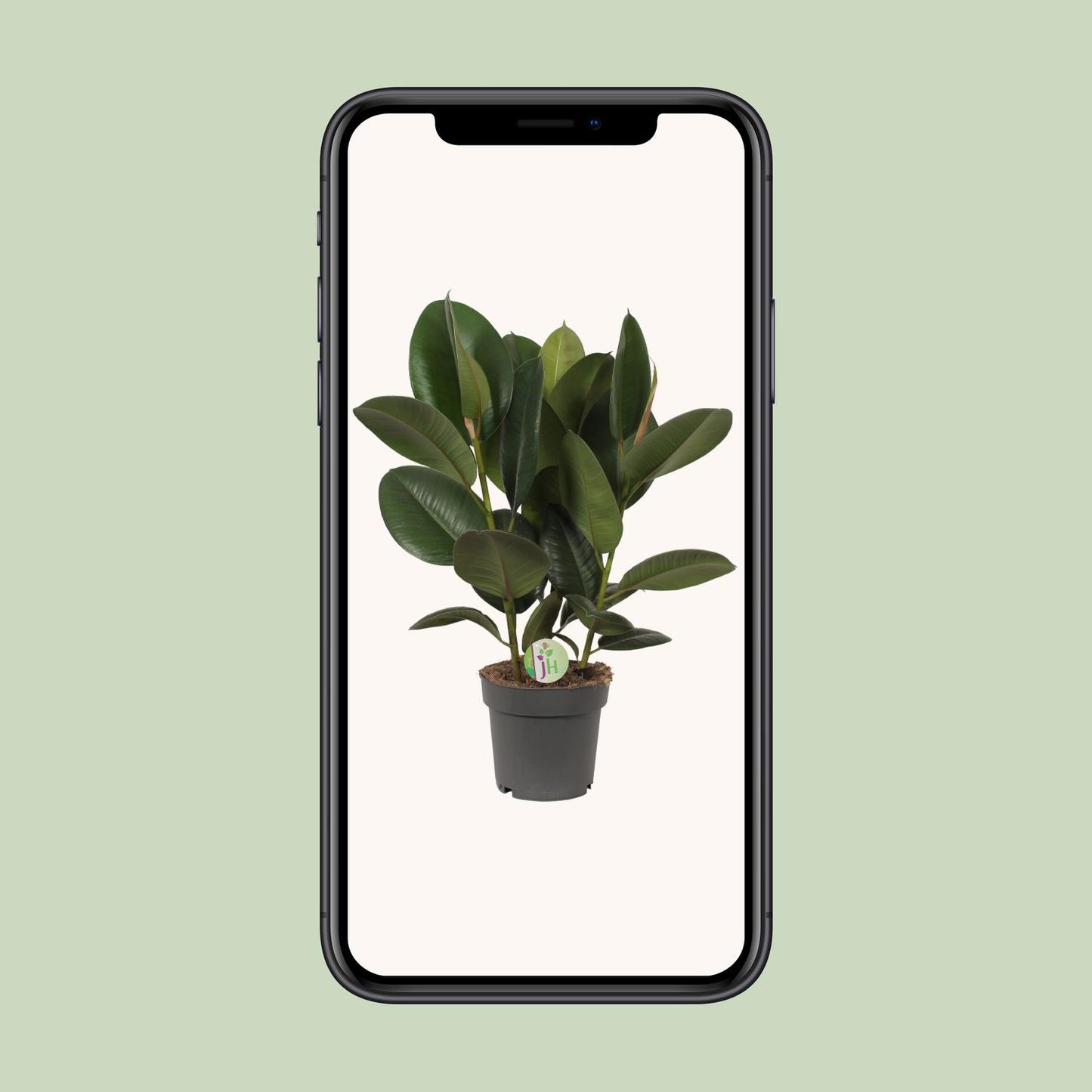 Ficus Robusta - Ø19cm - ↕50cm