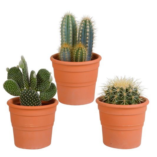 Kakteenmischung 10,5 cm - 3x - in terracotta pot