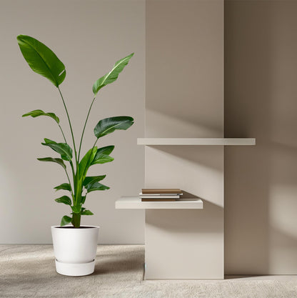 Weiße Paradiesvogelblume 170 cm – Exotische Zimmerpflanze