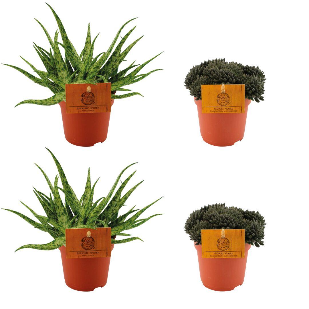 2x Aloe Spider + 2x Sinocrassula Yunnansis - 4 stuks - Ø10.5cm - ↕10cm