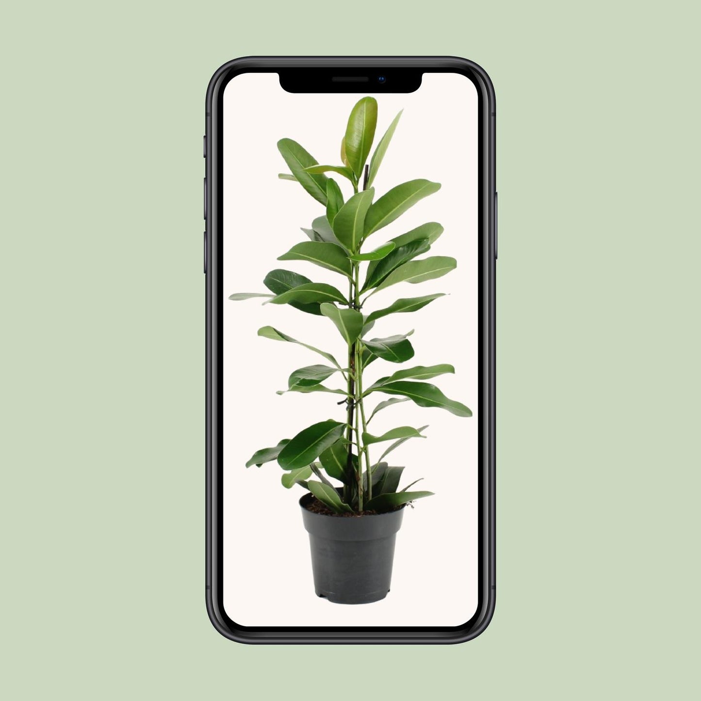 Ficus Microcarpa Smile® - Ø17cm - ↕70cm