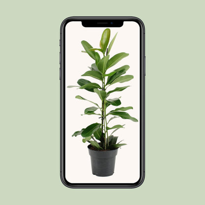 Ficus Microcarpa Smile® - Ø17cm - ↕70cm