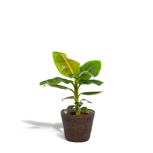 Musa Dwarf Cavendish - Ø21cm - ↕90cm + Korb Igmar