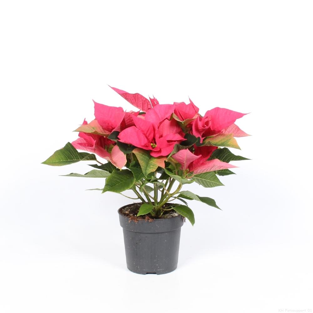 Euphorbia Pink - Ø10,5cm - ↕23cm