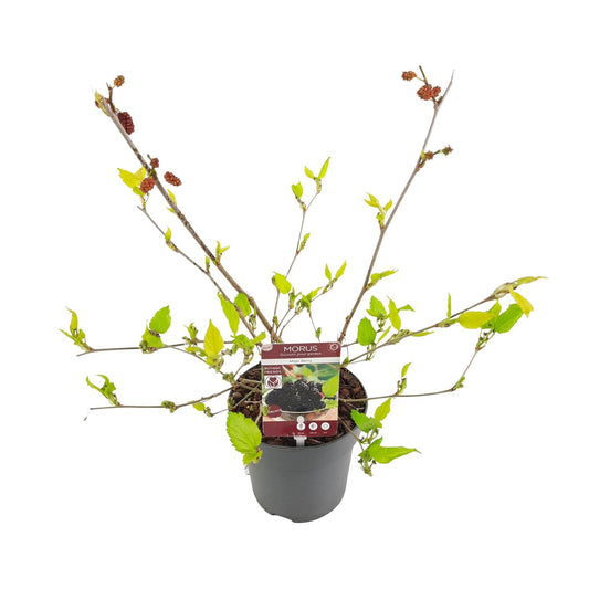 Morus mat. 'Mojo Berrie' - Ø13cm - ↕10cm