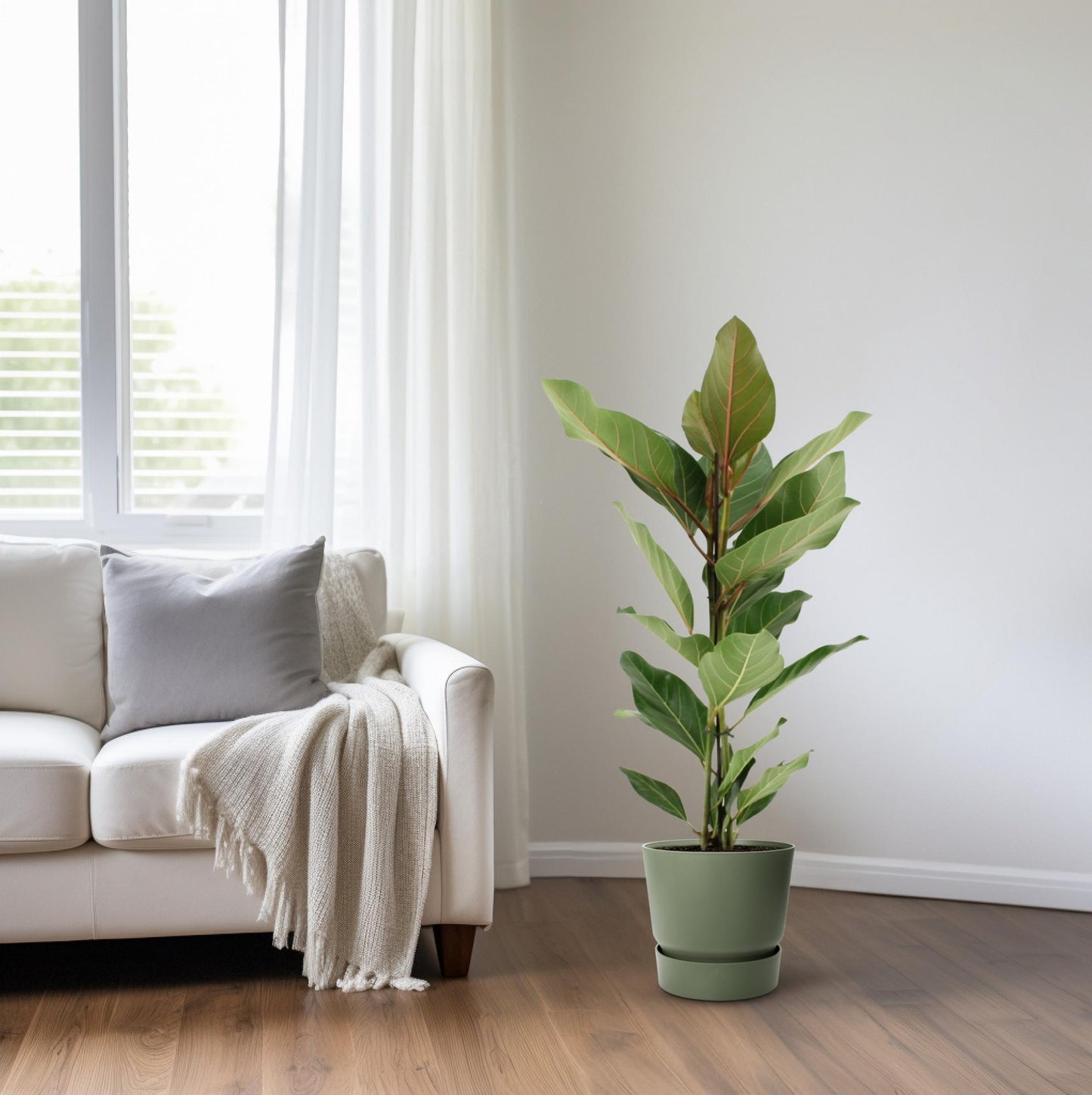 Ficus Benghalensis Joy - Ø17cm - ↕65cm