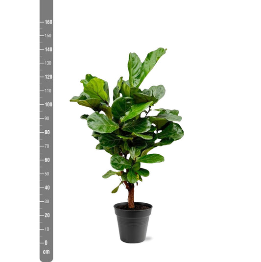 Verzweigte Geigenfeige – Stilvolle Zimmerpflanze 140-160 cm